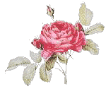 rose_1.jpg (3768 bytes)